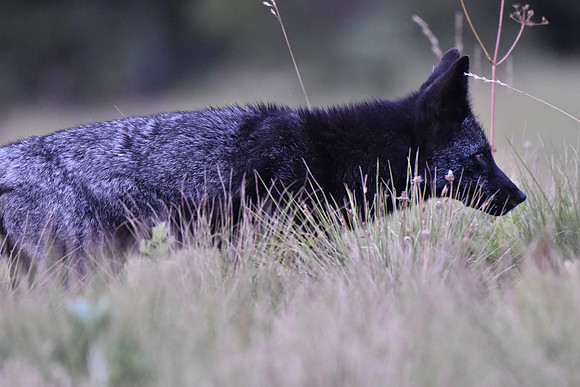 Cascade Fox