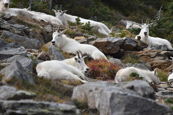 Goats 148