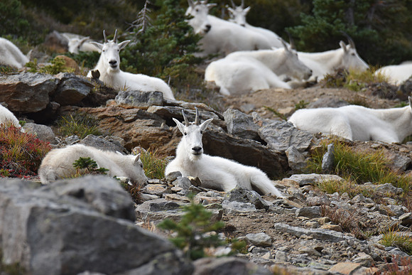 Goats 151