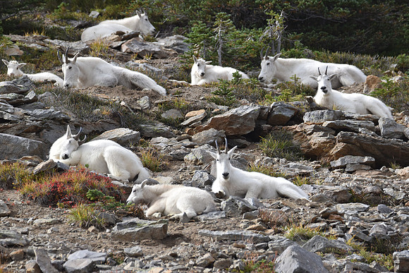 Goats 260