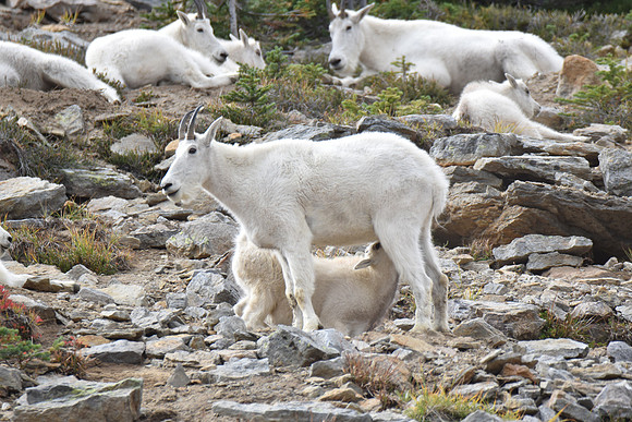 Goats 441