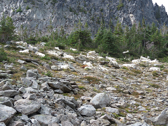 Mt Goat herd