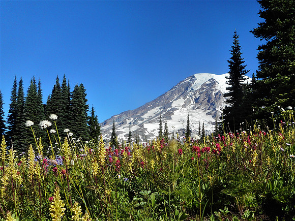 Subalpine Meadows 7