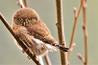 Pygmy Owl 331