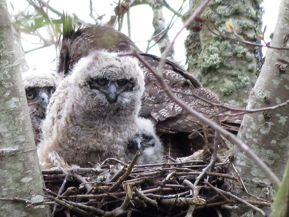 3 Great Horned Owlets
