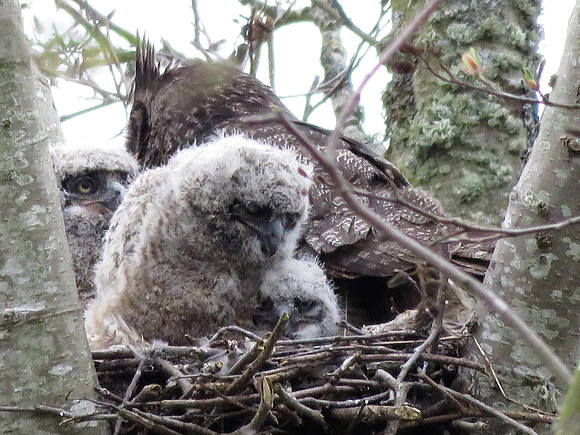 3 Great Horned Owlets 2