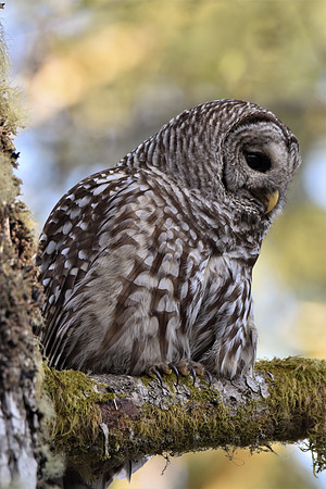 Barred Owl