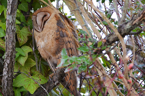 Barn Owl 601