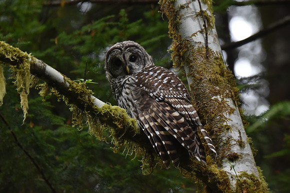 Barred Owl 015