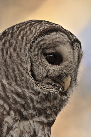 Barred Owl Head
