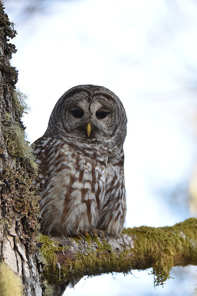 Barred Owl 80