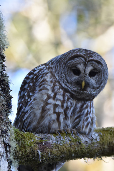 Barred Owl 79