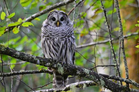 Barred owl 7