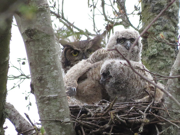 Great Horned Owl  Owlets A