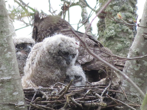 Great Horned Owl  3 Owlets C