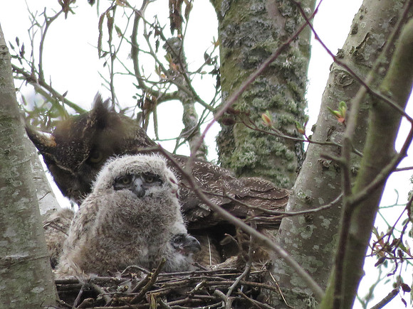 Great Horned Owl  Owlet D