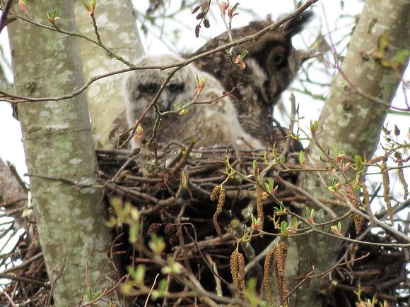 Great Horned Owl and Owlet 3