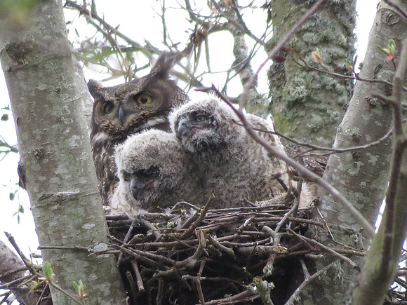 Great Horned Owl  Owlets 9