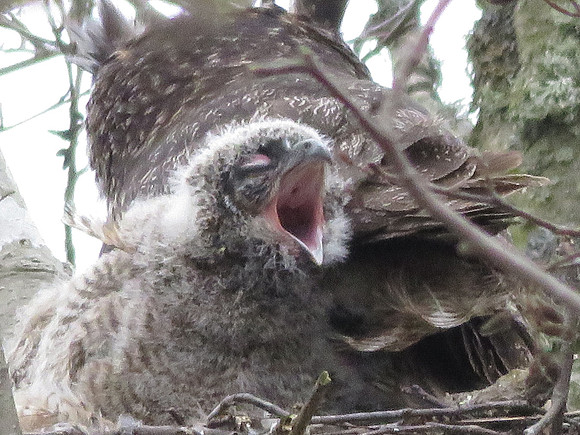 great horned Owlet G