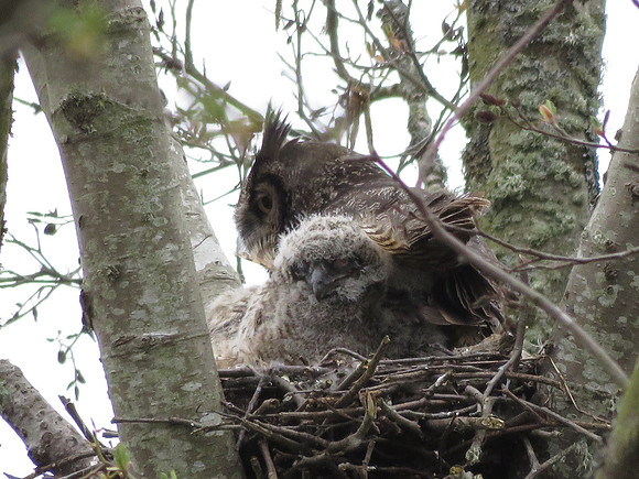 Great Horned Owl and Owlet F