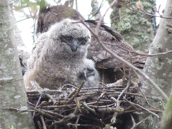 Great Horned Owlets H