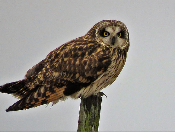 Short-eared Owl 433 m 4