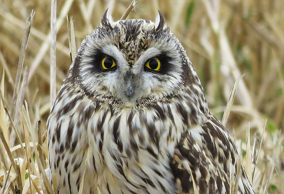 Short-eared Owl 411 face