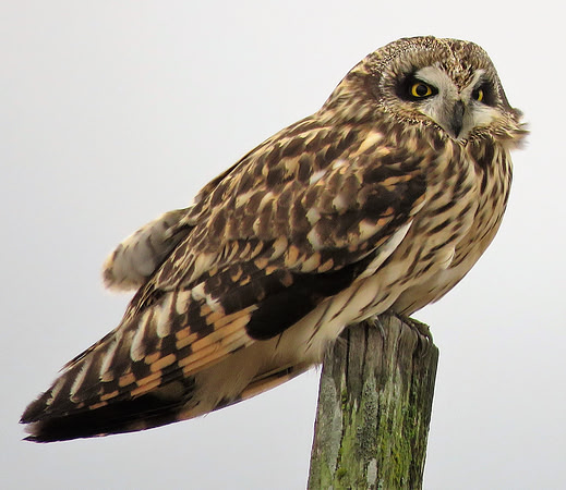 Short-eared Owl 450 m 80
