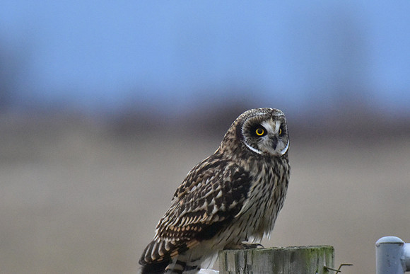 Short-eared Owl 2