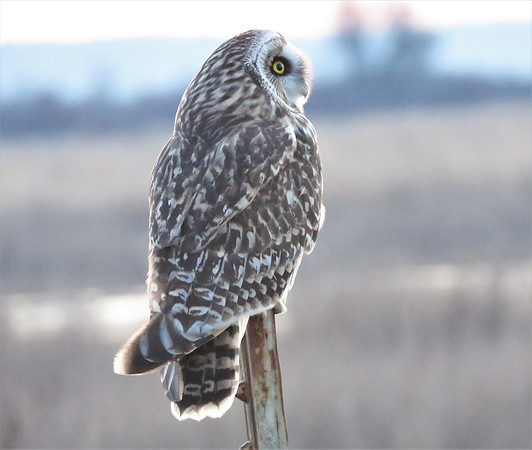 Short-eared Owl 1677