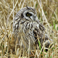 Birds of The Pacific Northwest