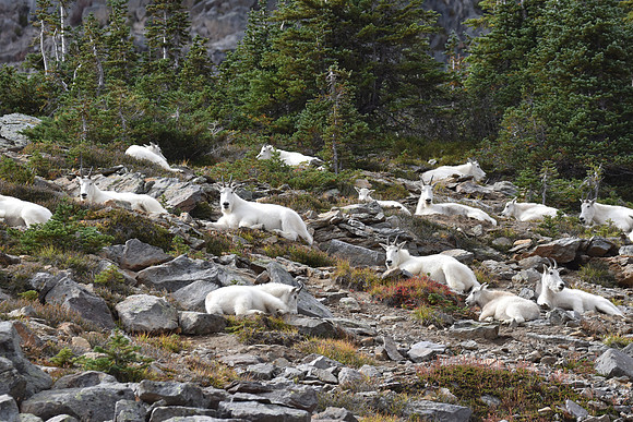 MT Goats 204