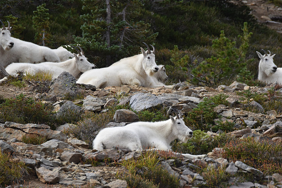Mt Goats 198