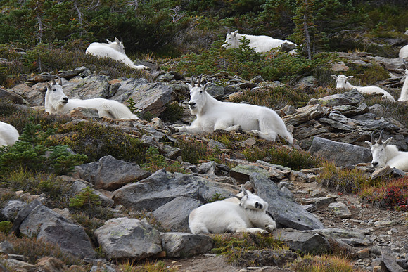 Mt Goats 226