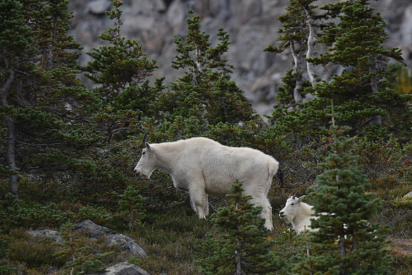Mt Goats 3