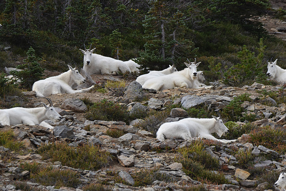 Mt Goats 245
