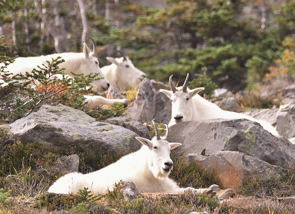 Mt Goats 1001