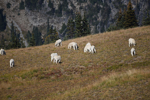 Mt Goats feeding