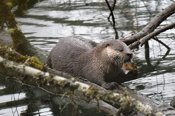 Otter eating 24