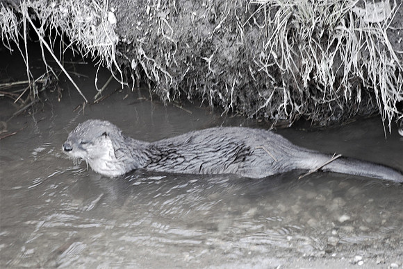 Otter 61