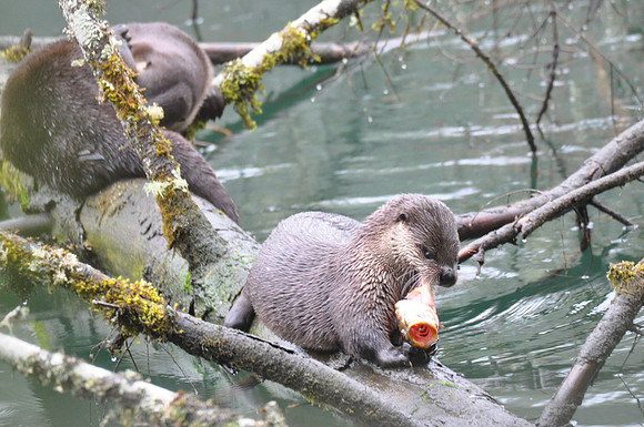 otter G2