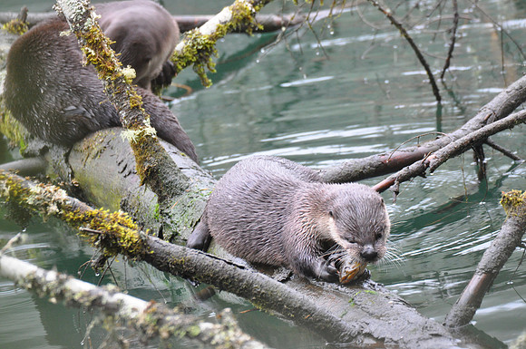 Otter G1