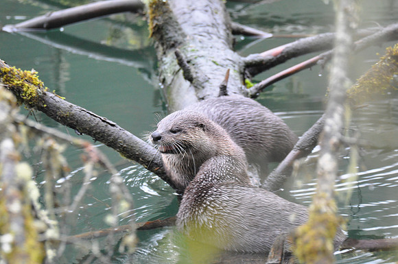 Otter G4