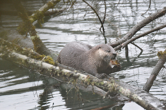 otter