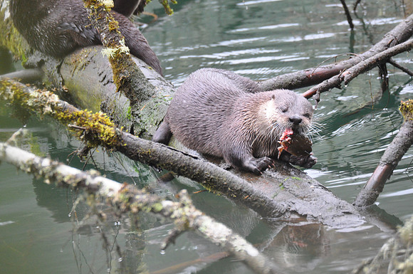 otter 055