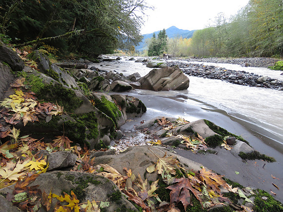 Carbon River