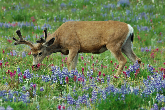 Mule deer