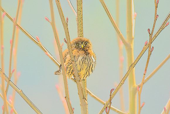 Pygmy Owl PI