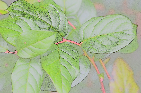Salal Leaves