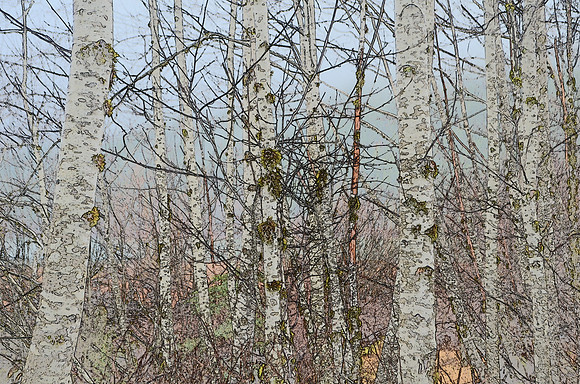 alder forest- winter